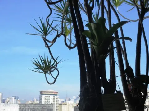 Confira 10 imagens lindas do jardim suspenso do Edifício Matarazzo