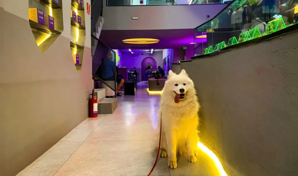 5 novos bares, cafés e outros locais pet friendly no Centro (e um bônus)
