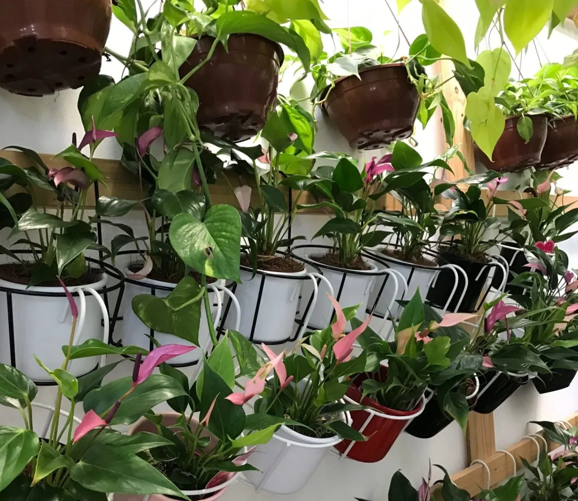 Lojas de plantas no Centro de SP (para comprar flores ou passear)
