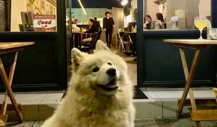 Passear com cachorro no Centro? Veja as dicas de onde levar o seu dog