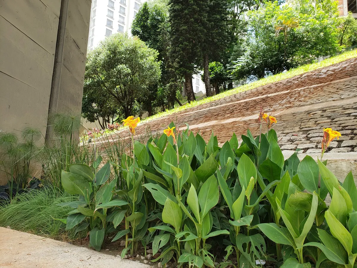 Gentileza Urbana: como os  jardins de chuva estão tornando o Centro de SP mais verde