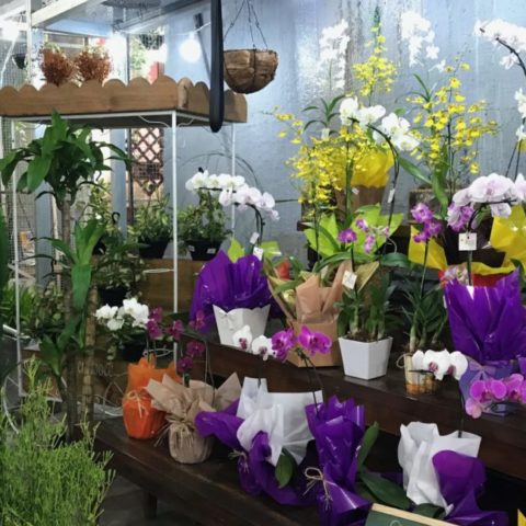 lojas plantas online